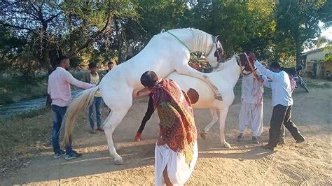 horse porn with humans